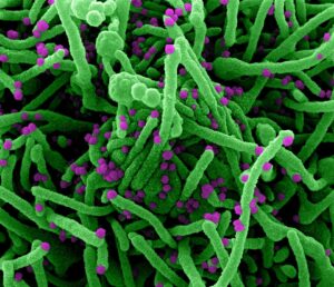 The Next Pandemic Isn’t Around the Corner 