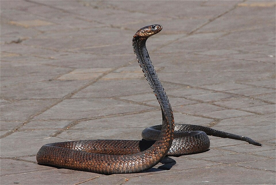What Cobras Can Teach Us About Big Pharma